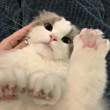 ͷ