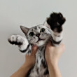 ͷ