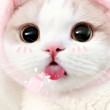 ͷ