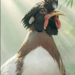 ͷ��