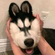 ͷ��