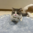 ͷ