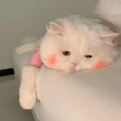 ͷ��