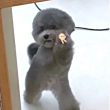 ͷ