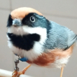 ͷ��