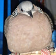 ͷ