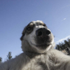 ͷ��