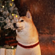 ͷ