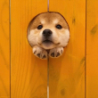ͷ��