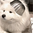 ͷ
