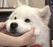 ͷ