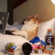 ͷ��