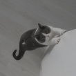 ͷ��