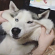 ͷ