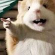 ͷ��