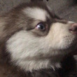 ͷ��