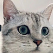 ͷ