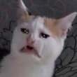 ͷ