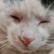 ͷ��