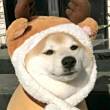 ͷ