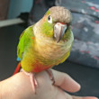ͷ