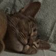 ͷ��