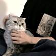 ͷ