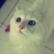 ͷ��