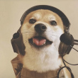 ͷ��