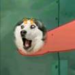 ͷ