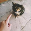 ͷ��