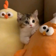 ͷ��