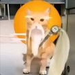 ͷ��