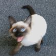 ͷ��