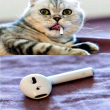 ͷ��