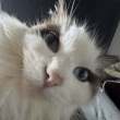 ͷ��