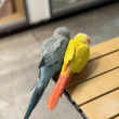 ͷ��