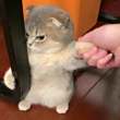 ͷ