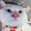 ͷ