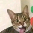 ͷ��