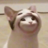 ͷ��