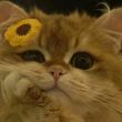 ͷ��