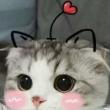 ͷ��