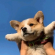 ͷ��