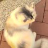 ͷ��