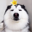 ͷ