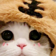ͷ��