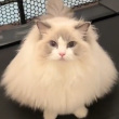 ͷ��