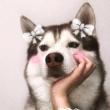 ͷ��