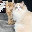 ͷ